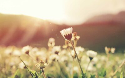 Trust in the Slow Work of God – Teilhard de Chardin